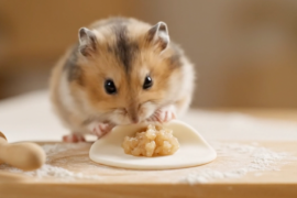 Veo3小仓鼠做饭视频