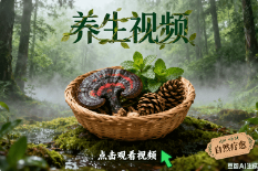 养生视频|一键生成